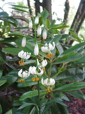 Lilium martagon f. album,  valkovarjolilja