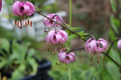 Lilium martagon,  varjolilja