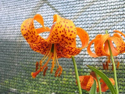 Lilium michiganense,  michiganinlilja