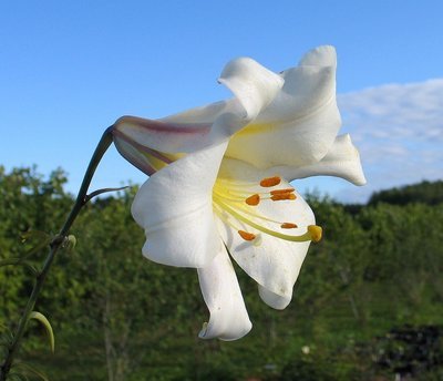 Lilium regale,  kuningaslilja