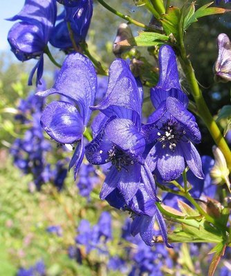 Aconitum kuznetzowii, lenkoukonhattu