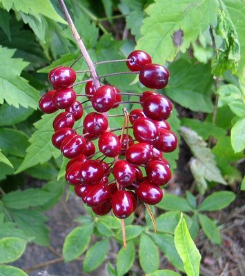 Actaea rubra, lännenkonnanmarja