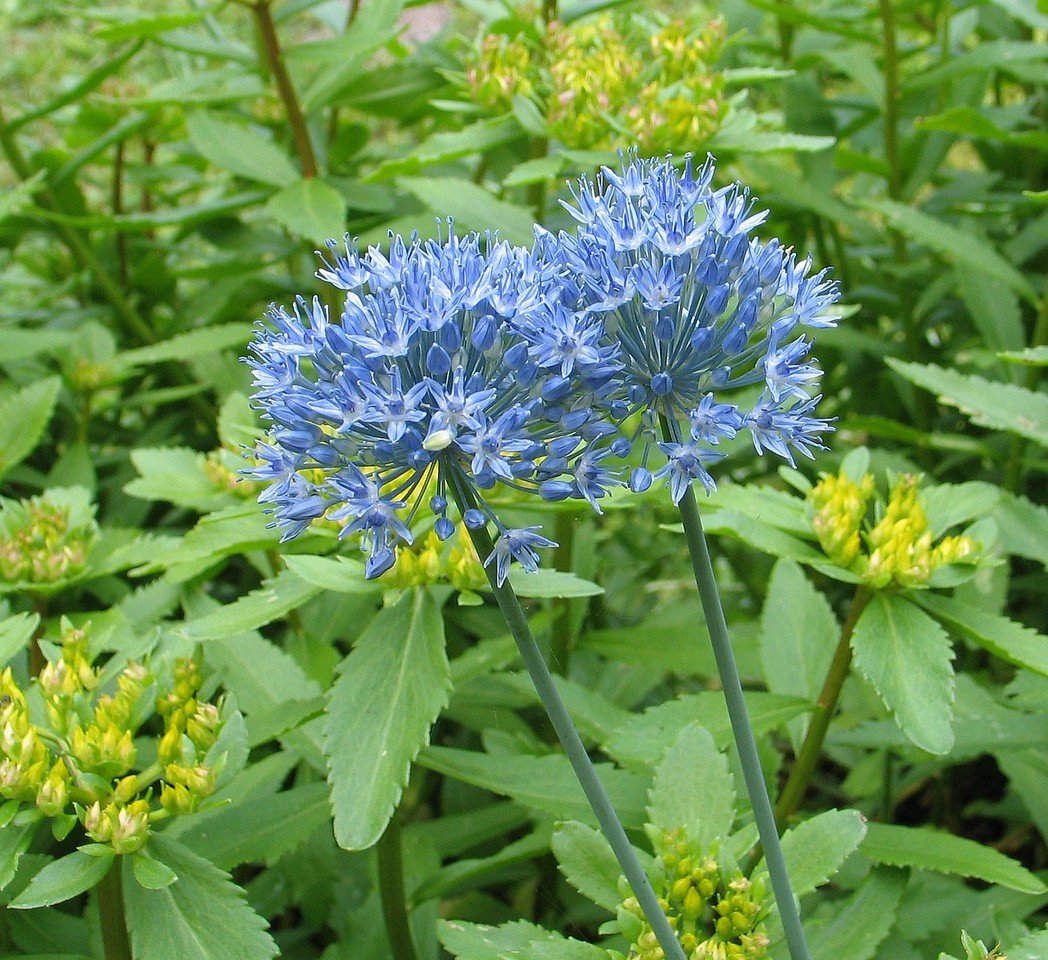 Allium caeruleum,  sinilaukka