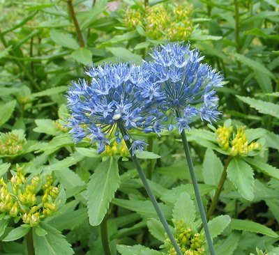 Allium caeruleum,  sinilaukka
