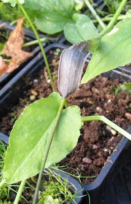 Arisarum proboscideum,  hiirikalla