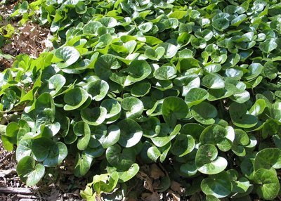 Asarum europaeum,  taponlehti