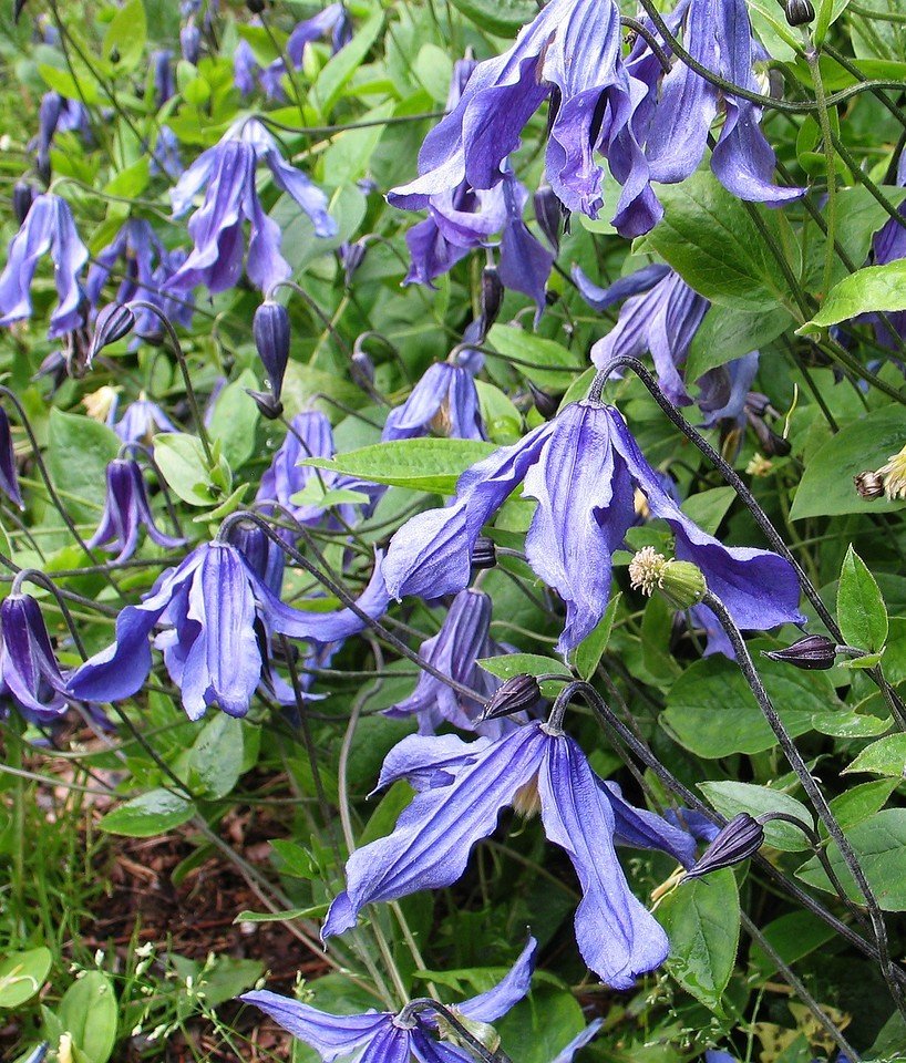 Clematis integrifolia,  kellokärhö