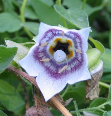 Codonopsis clematidea,  lamopeikonkello