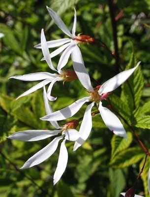 Gillenia trifoliata,  perhoangervo