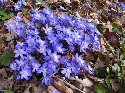 Hepatica nobilis,  sinivuokko
