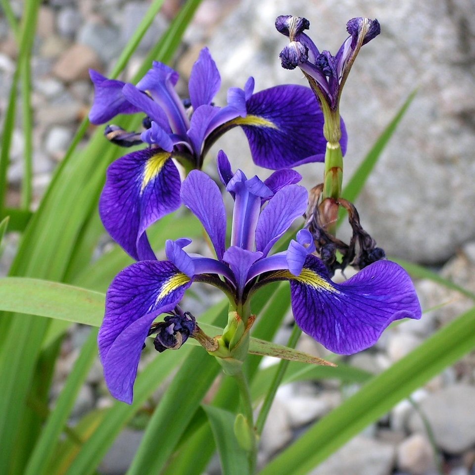 Iris versicolor,  kirjokurjenmiekka