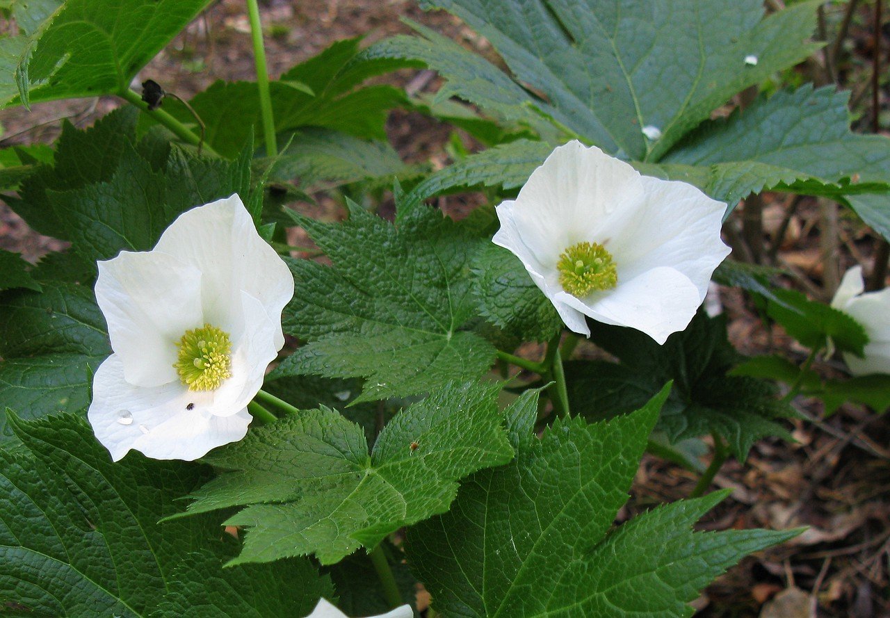 Glaucidium palmatum f. album, valkosinikämmen Glaucidium palmatum f. album, valkosinikämmen