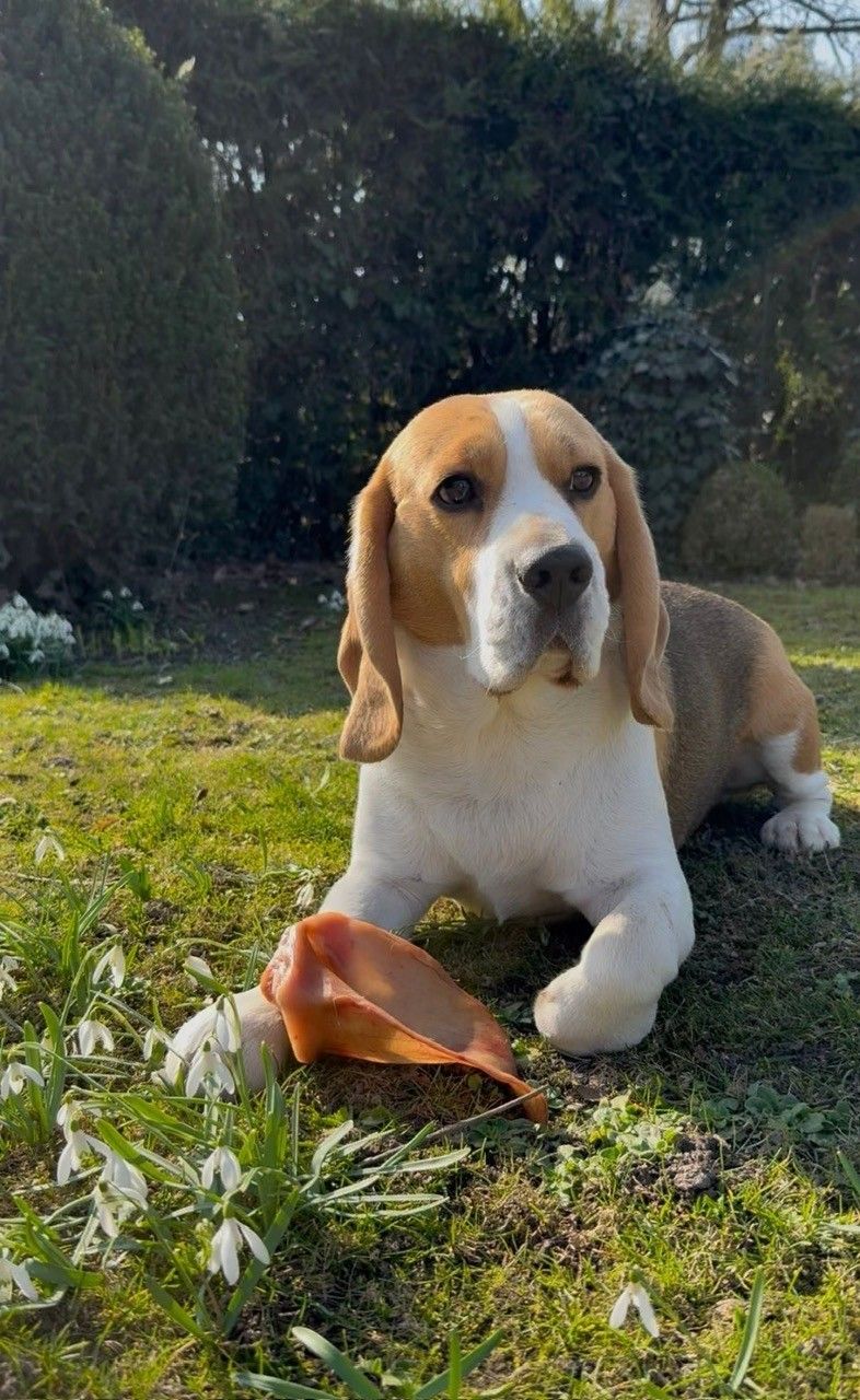 Schweine Ohren 1 Stück