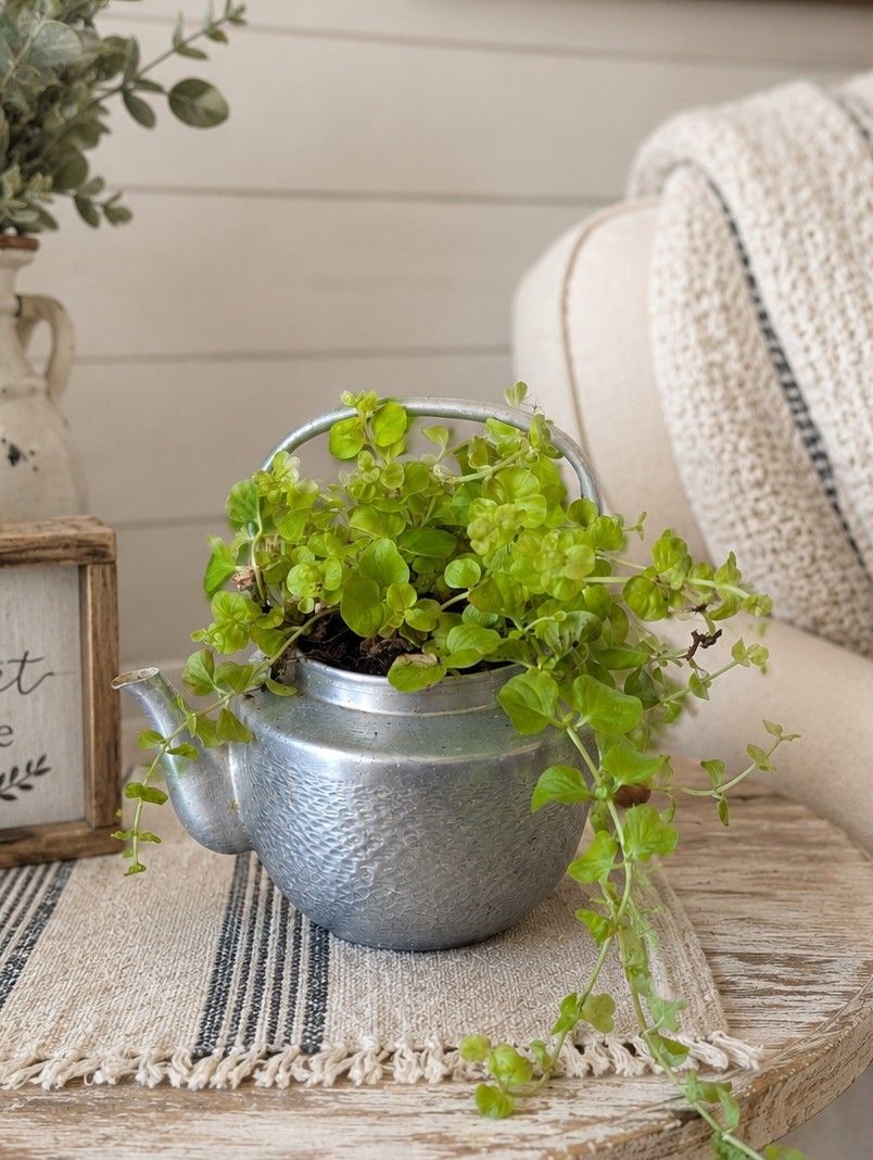 Tea Pot With Plant