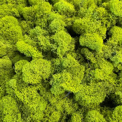 Reindeer Moss - Green
