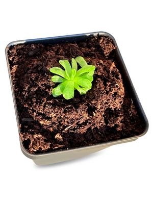 Pinguicula esseriana - Mexican Butterwort Carnivorous Plant