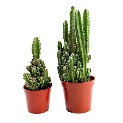 Fairy Castle Cactus | 2.5 inch | Acanthocereus tetragonus monstrose