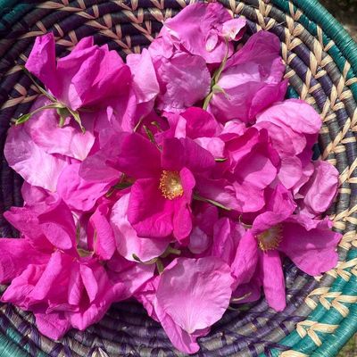Wild Rose Elixir