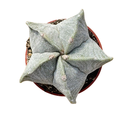 Bishop's Cap Cactus | 2.5 in | Astrophytum myriostigma