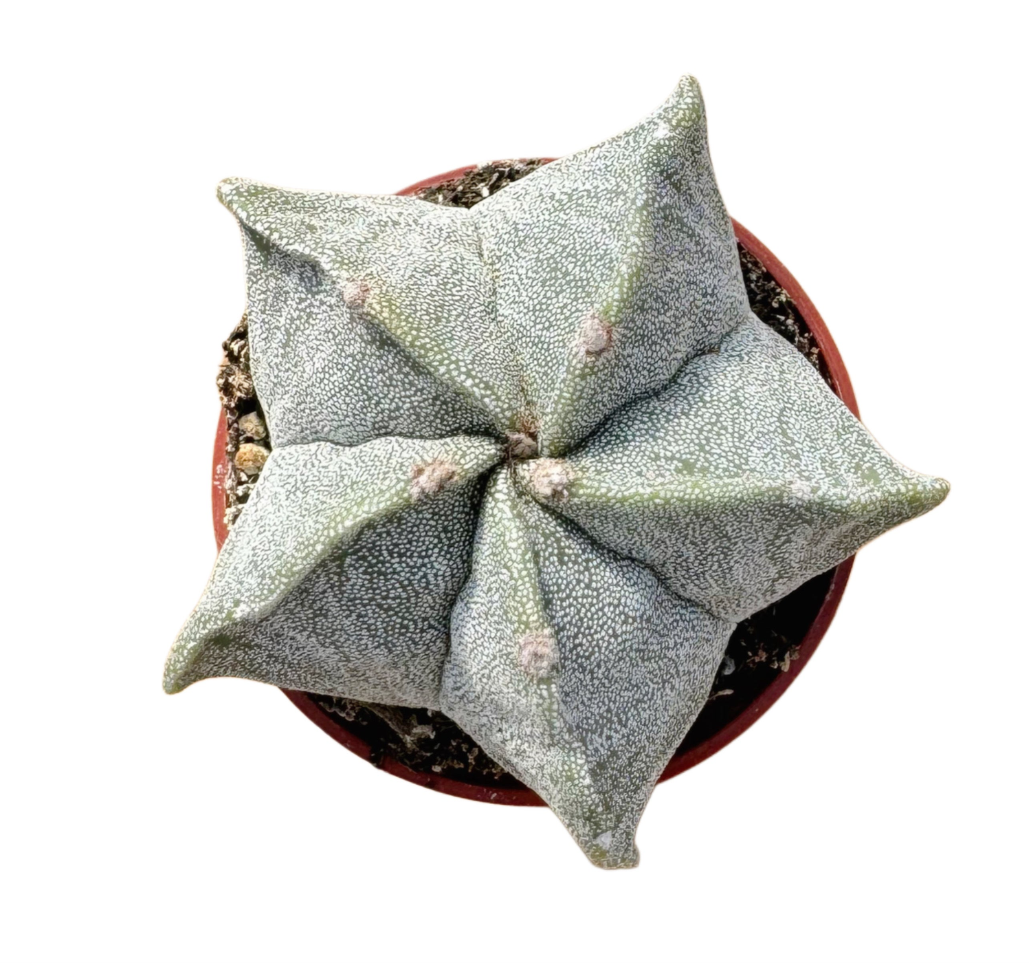 Bishop's Cap Cactus | 2.5 in | Astrophytum myriostigma, Pot Size: 3.5 inch