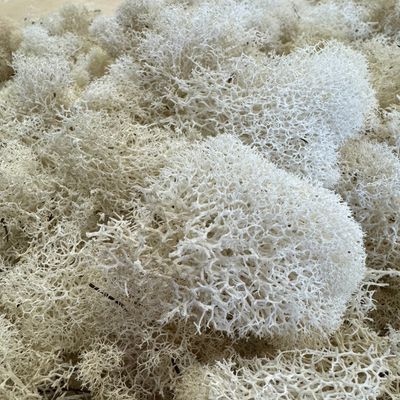Reindeer Moss - White