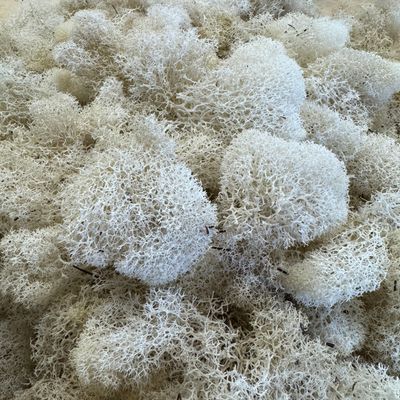 Reindeer Moss - White
