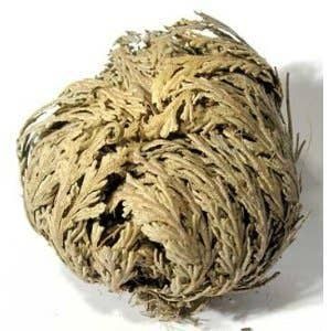 Rose of Jericho, Resurrection, Magical Plant - Varied Size