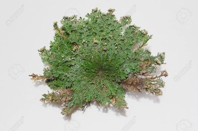 Rose of Jericho, Resurrection, Magical Plant - Varied Size