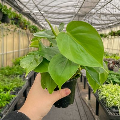 Heartleaf Philodendron |Philodendron hederaceum
