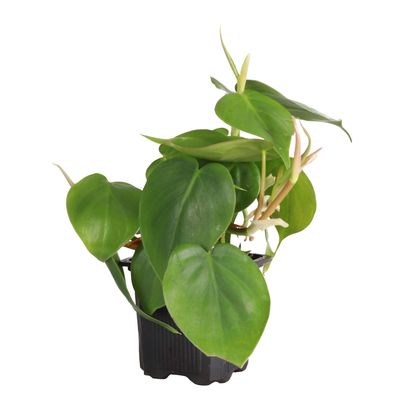 Heartleaf Philodendron |Philodendron hederaceum