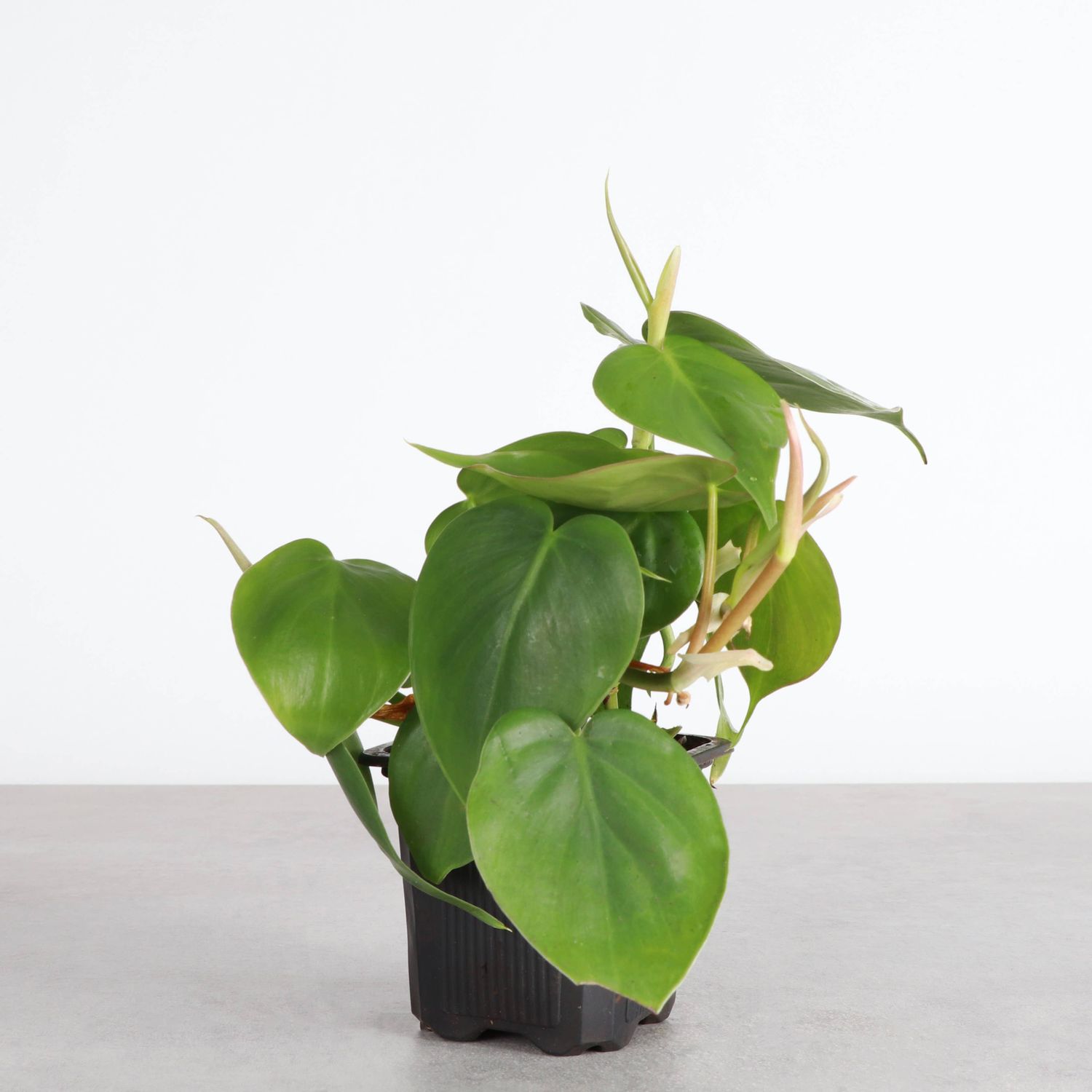 Heartleaf Philodendron |Philodendron hederaceum, Size: 3" Pot