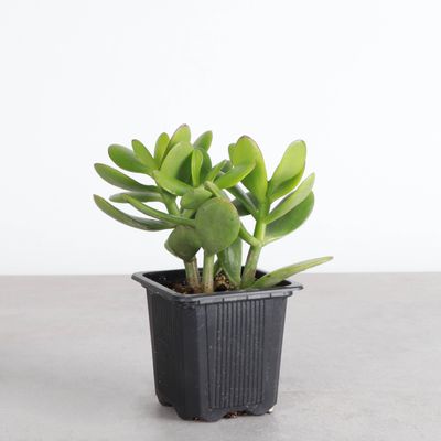 Jade Succulent Plant | Crassula ovata