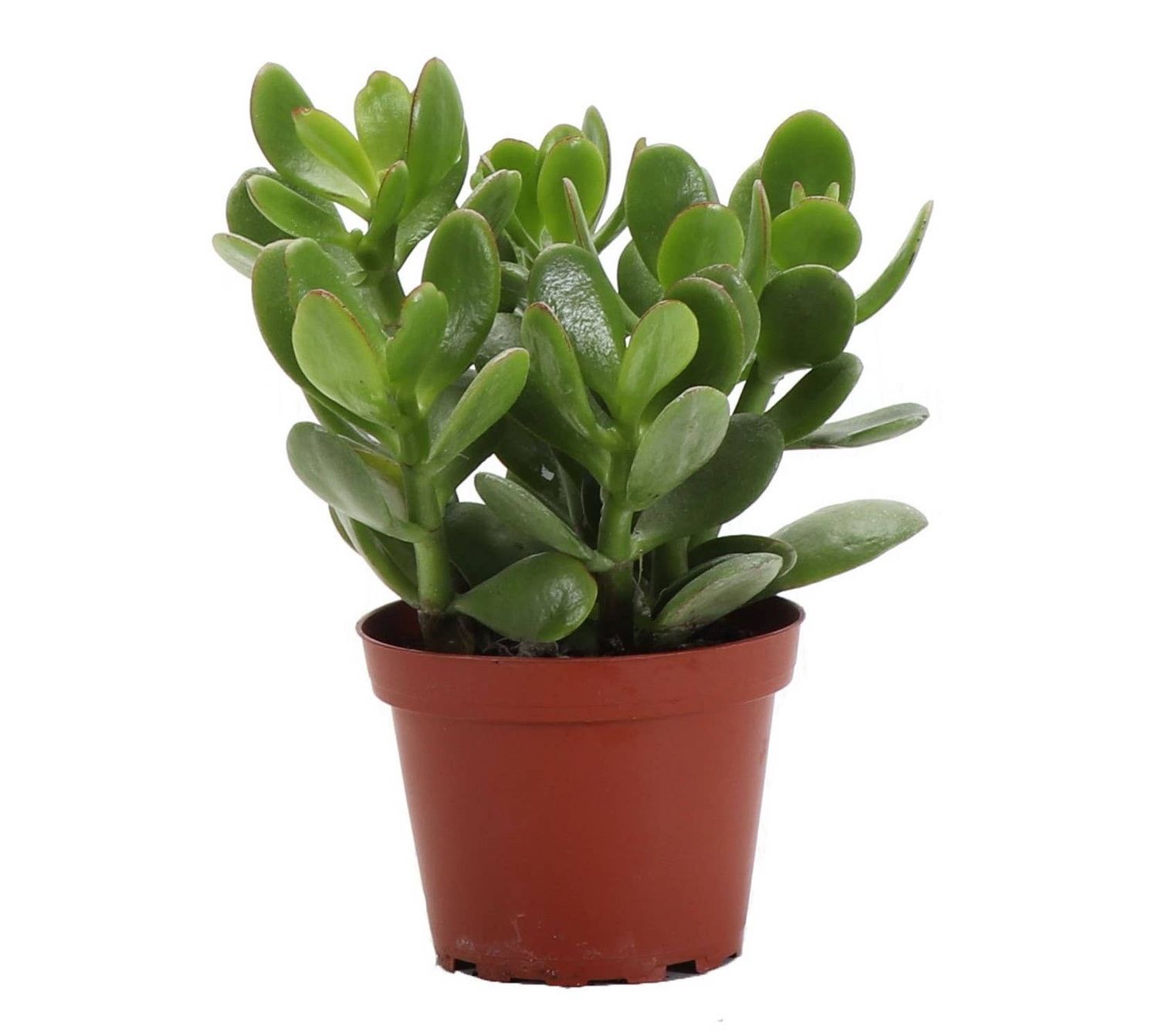 Jade Succulent Plant | Crassula ovata, Size: 4" Pot