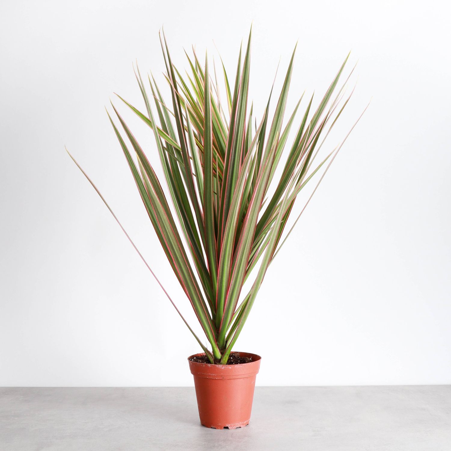 Dracaena Marginata, Dragon Tree - Live Plant, Size: 4" Pot