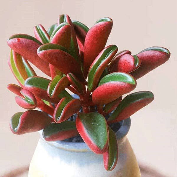 Ruby Glow | Peperomia graveolens