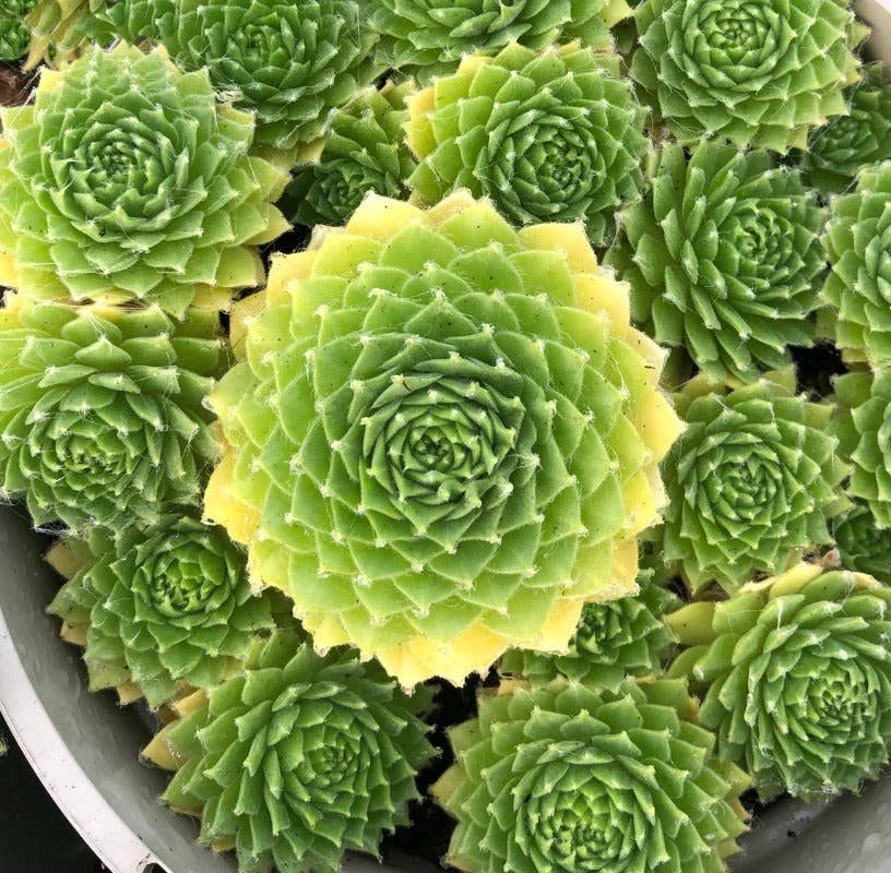 Lemon Flare Succulent | Sempervivum Colorockz