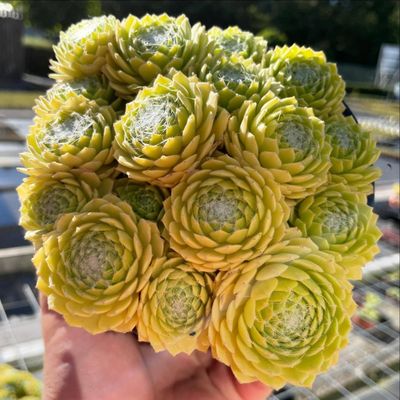 Lemon Flare Succulent | Sempervivum Colorockz