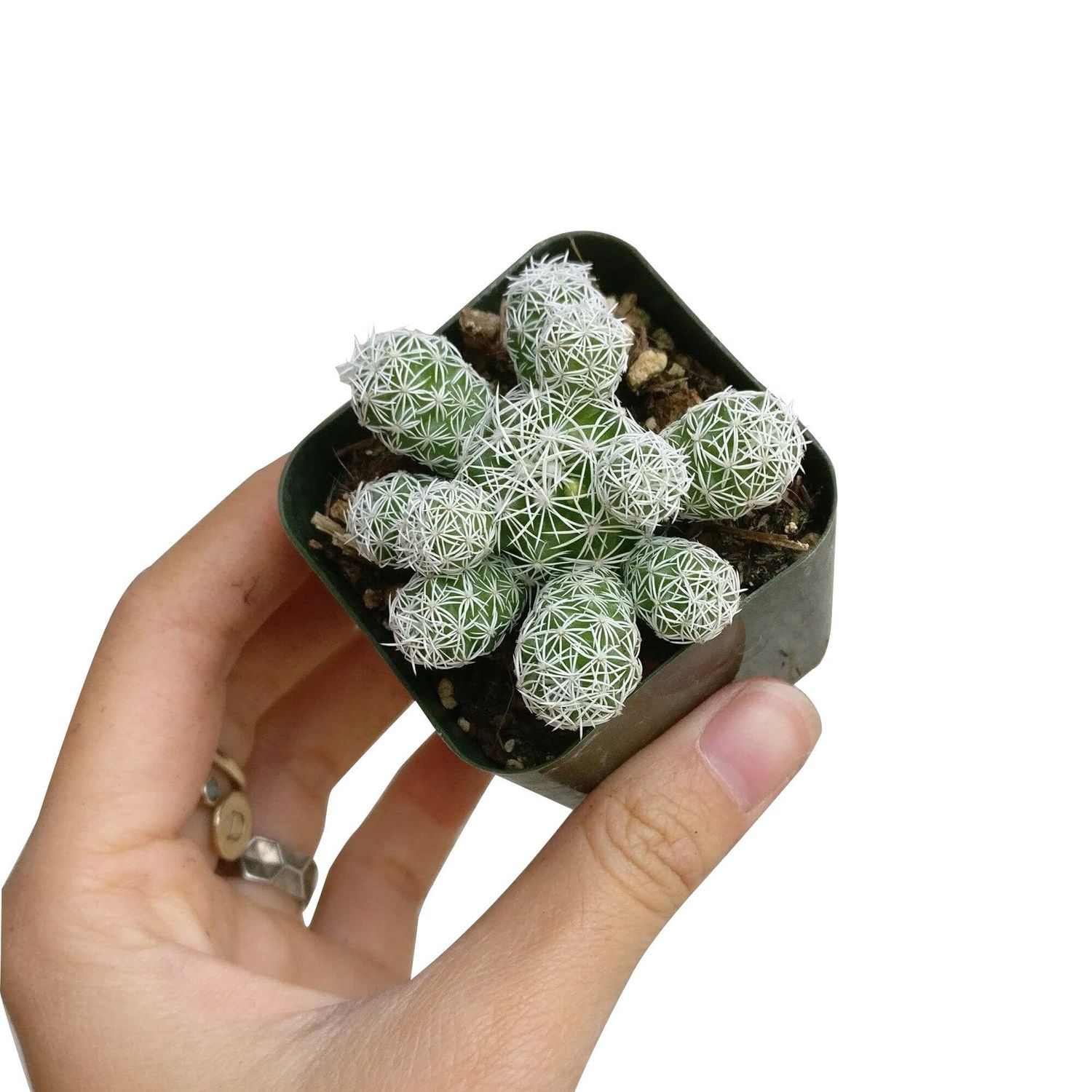 Thimble Mammillaria Cactus - Live Cactus in 2/4" Pot, Size: 2 inch