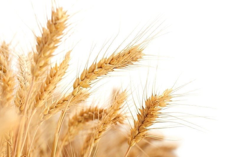 Celiac Disease 101 - Additional Attendee