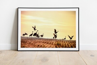 Cranes on the Horizon - 8X10 Framed Print