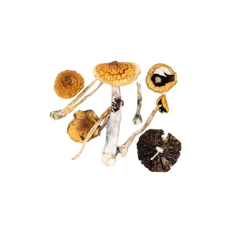 7g Penis Envy Dried Psilocybin Mushrooms 7g Penis Envy Dried Psilocybin Mushrooms