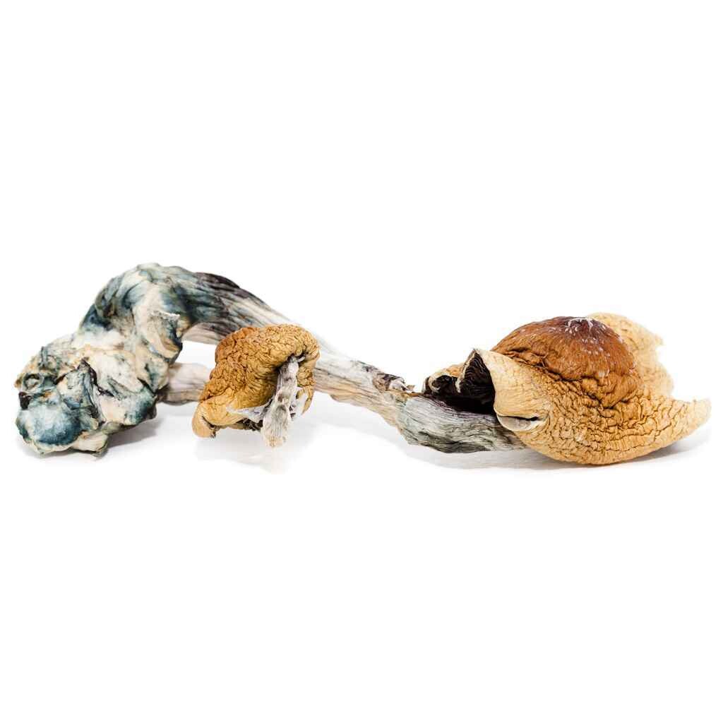 7g Jedi Mind Fuck Dried Psilocybin Mushrooms