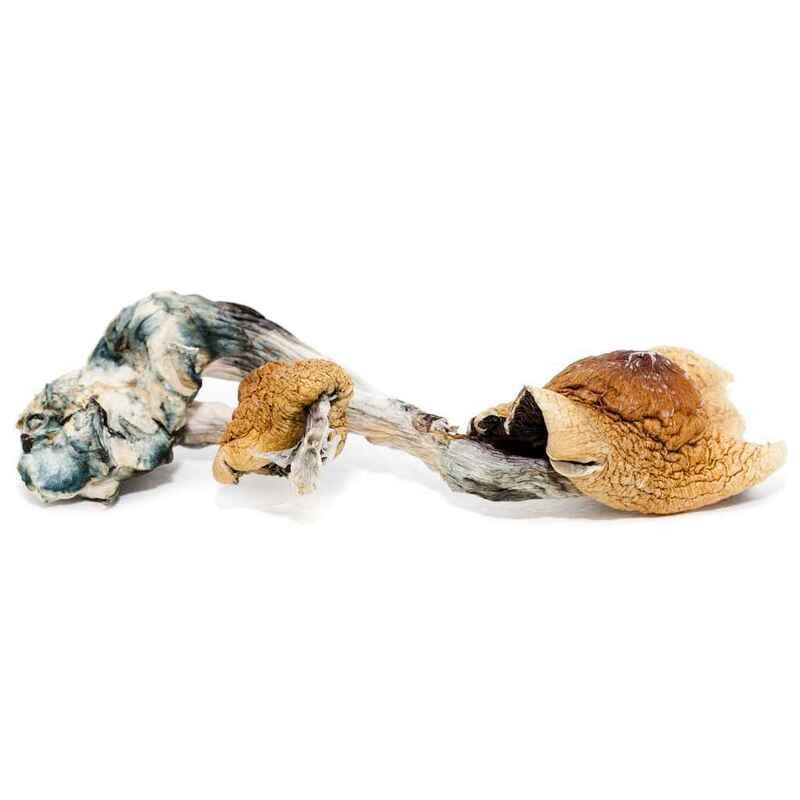 7g Jedi Mind Fuck Dried Psilocybin Mushrooms