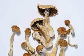 7g Golden Teacher Dried Psilocybin Mushrooms