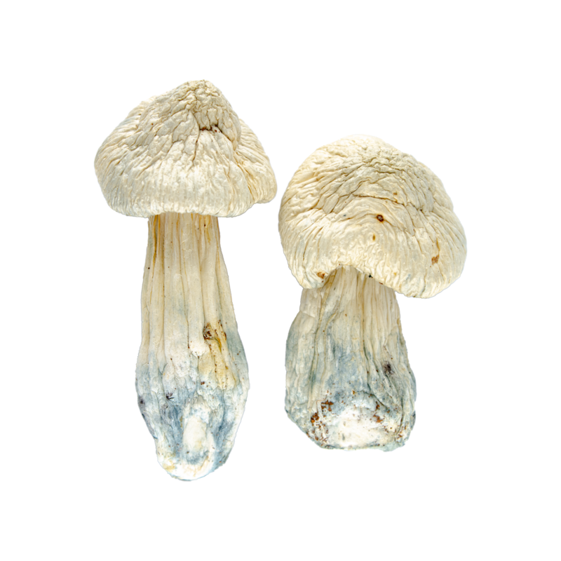 7g Albino Penis Envy Mushrooms