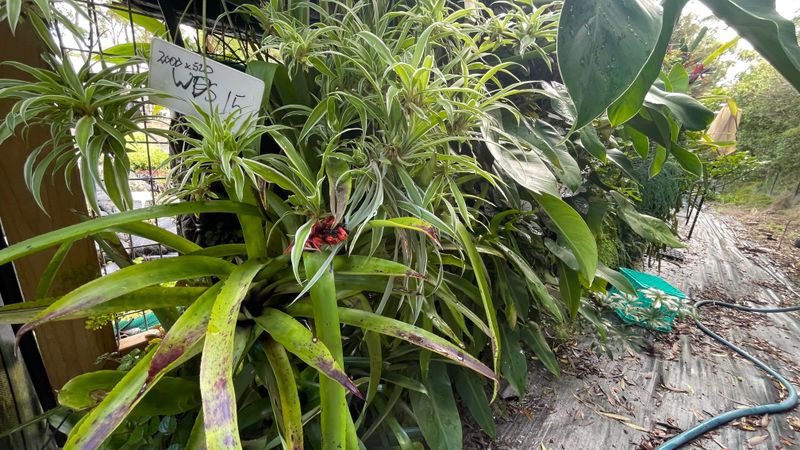 Strip Greenwall - great for east or south or semi shaded north facing area