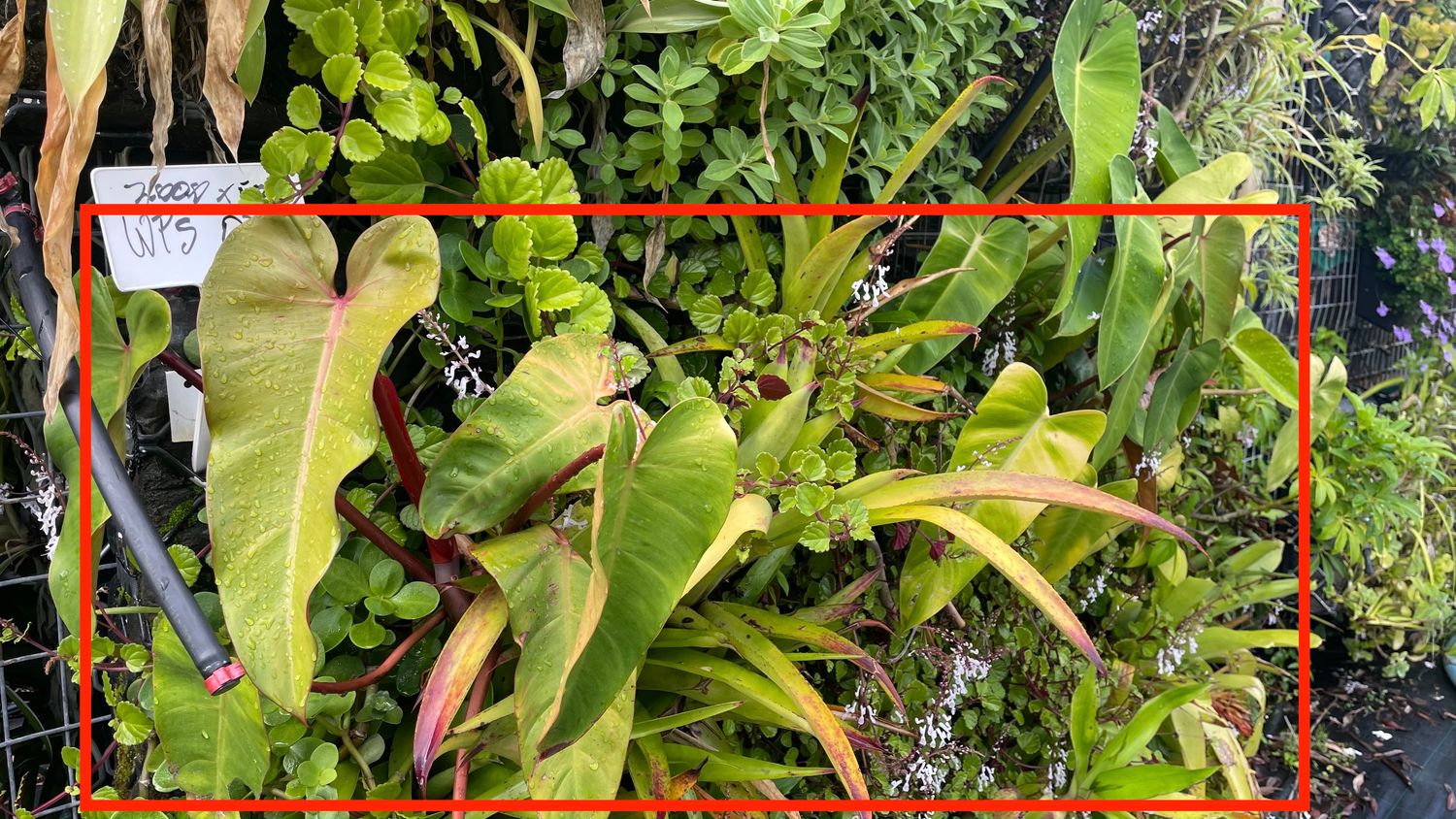 Strip Greenwall - great for north or west facing area