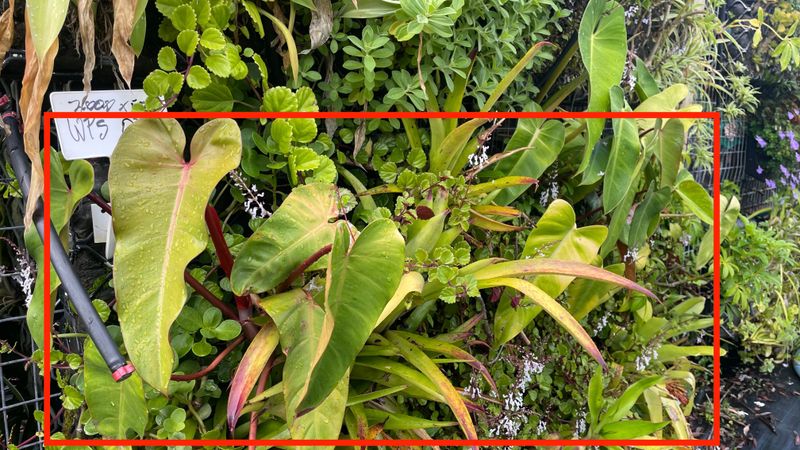 Strip Greenwall - great for north or west facing area