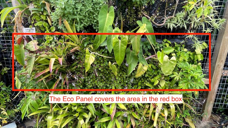 Strip Greenwall - great for north or west facing area