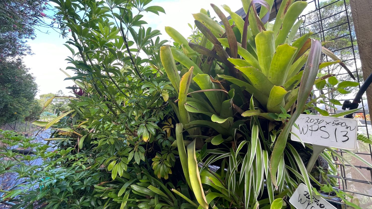 Strip Greenwall - best east or south or semi shaded north area